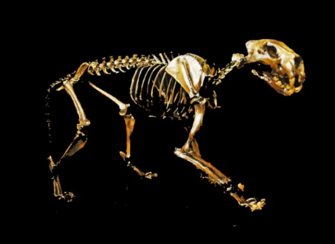 American Lion
Articulated Skeleton fossil cast replica